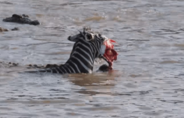 Clip: Vượt sông để tìm nơi ở mới ngựa vằn gặp hung thần dưới nước