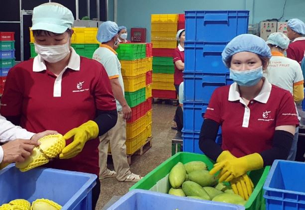 Giá sầu riêng hơn 100.000 đồng/kg, kỳ vọng góp 3 tỷ USD doanh số xuất khẩu