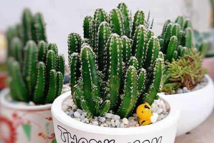 4 loại cây phong thủy giúp gia chủ xua đuổi vận đen, đón may mắn trong tháng cô hồn