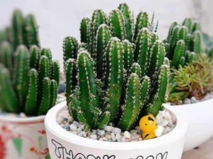 4 loại cây phong thủy giúp gia chủ xua đuổi vận đen, đón may mắn trong tháng cô hồn
