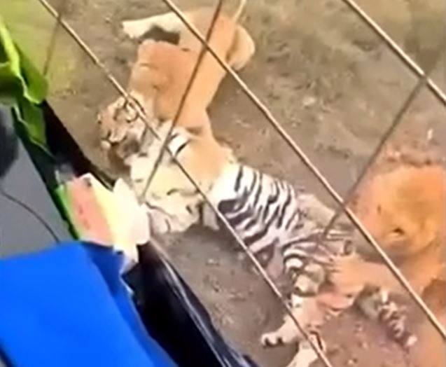 Sốc trước khoảnh khắc hổ bị bầy sư tử bao vây, cắn chết