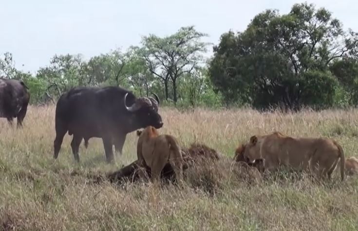 Đàn trâu rừng liều mạng chống trả sư tử để giải cứu đồng loại