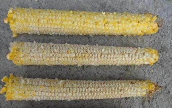 Đừng vứt lõi ngô đi một cách lãng phí, hãy xem các công dụng 'thần kỳ' của nó để tiết kiệm cả một khoản tiền mỗi năm