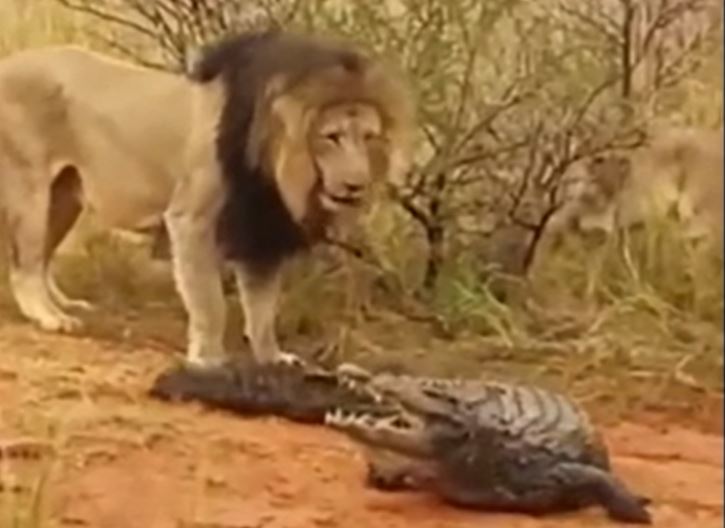 Cá sấu bị đàn sư tử bao vây tấn công và cái kết khó ngờ