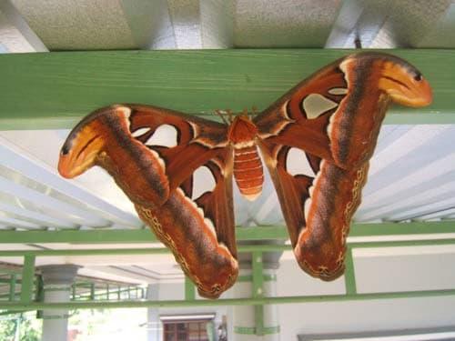 Tháng cô hồn, rắn và bướm vào nhà có điềm gì?