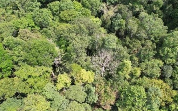 Khu r&#x1EEB;ng s&#x1EDF; h&#x1EEF;u lo&#x1EA1;i g&#x1ED7; qu&#xFD; hi&#x1EBF;m b&#x1EAD;c nh&#x1EA5;t Vi&#x1EC7;t Nam, ph&#x1EA3;i x&#xE2;y b&#x1EE9;c t&#x1B0;&#x1EDD;ng g&#x1EA7;n 30 t&#x1EF7; &#x111;&#x1ED3;ng &#x111;&#x1EC3; b&#x1EA3;o v&#x1EC7; su&#x1ED1;t ng&#xE0;y &#x111;&#xEA;m