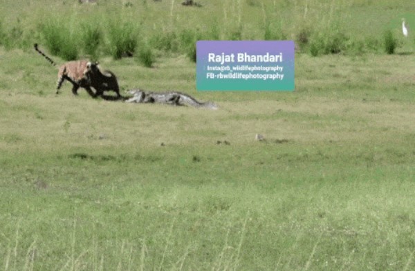 Clip: "Hậu duệ" của hổ cái khét tiếng bậc nhất thế giới đi săn mồi, kiên nhẫn và máu lạnh!