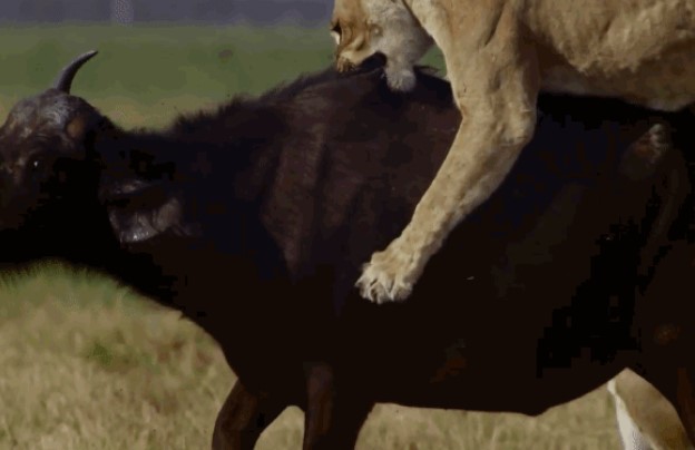 Clip: Cuộc hạ sát trâu rừng một sừng, bí mật vũ khí săn mồi tối thượng của “lãnh chúa vùng đồng cỏ”