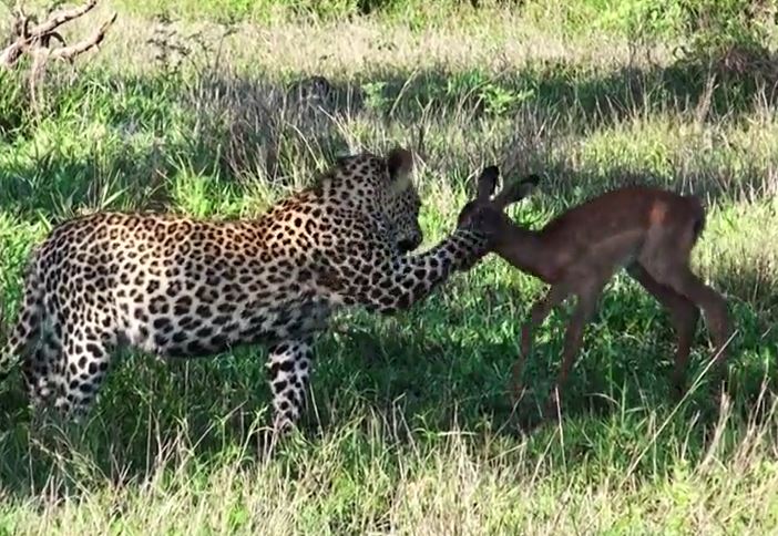 Báo con chơi đùa với linh dương như bạn bè