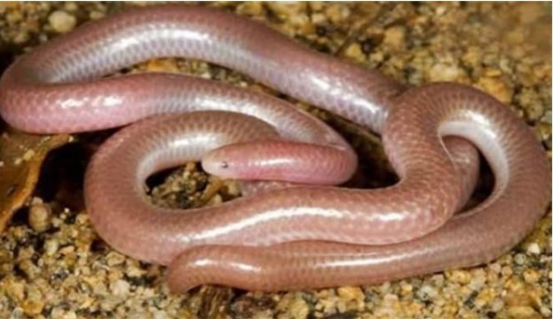 Loài rắn nhỏ nhất thế giới (rắn mù), thường bị nhầm là giun đất
