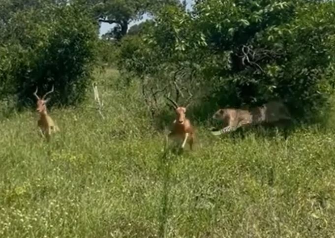 Clip: Linh dương tránh khỏi cú vồ của báo săn một cách ngoạn mục