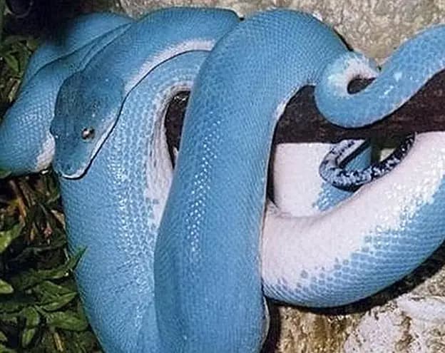 Con trăn đắt nhất thế giới với thân màu xanh chói lóa, giá trị ngang ngửa một chiếc xe thể thao hạng sang