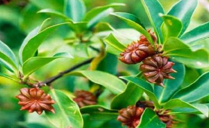 Loài hoa triệu đô được mệnh danh là ‘báu vật’ trời ban: Thế giới rất hiếm nhưng Việt Nam sở hữu đến 40.000 ha