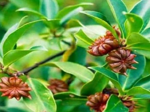 Loài hoa triệu đô được mệnh danh là ‘báu vật’ trời ban: Thế giới rất hiếm nhưng Việt Nam sở hữu đến 40.000 ha