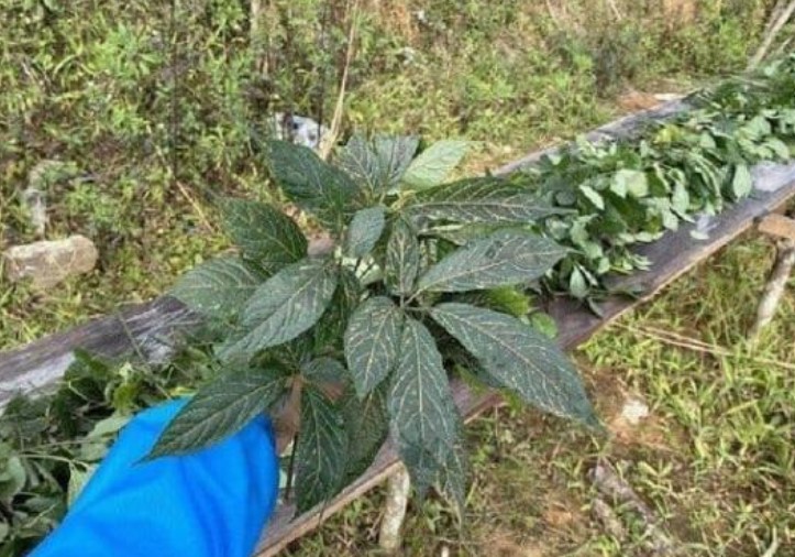 Một loại lá quý hiếm của Việt Nam, vô cùng đắt đỏ, giá bán cả trăm triệu đồng/kg