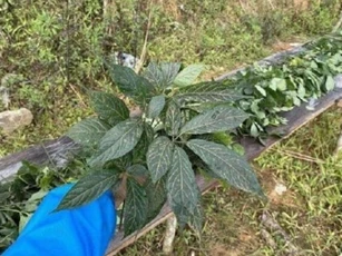 Một loại lá quý hiếm của Việt Nam, vô cùng đắt đỏ, giá bán cả trăm triệu đồng/kg