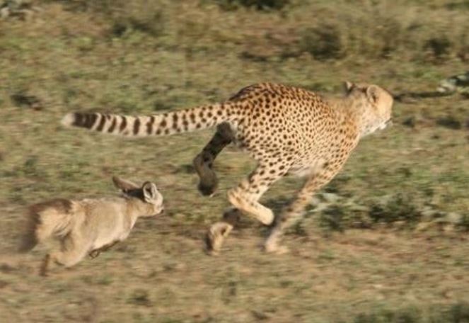 Kỳ lạ khoảnh khắc cáo săn đuổi báo 'chạy té khói'