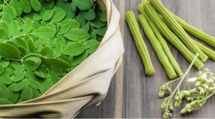 Được thế giới săn đón và coi như 'vàng xanh', hóa ra đây lại là loại cây mọc dại đầy ở Việt Nam