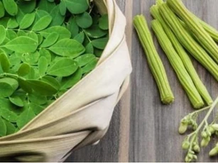 Được thế giới săn đón và coi như 'vàng xanh', hóa ra đây lại là loại cây mọc dại đầy ở Việt Nam