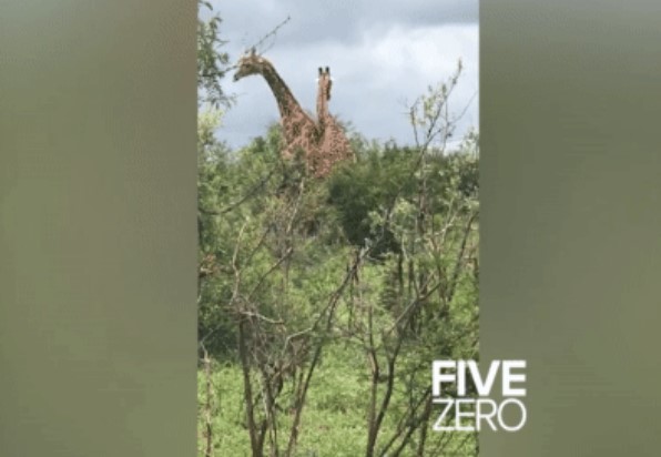 Clip: Cặp hươu cao cổ "đấu đá" bằng cổ, cảnh tượng hài hước sau cuộc chiến