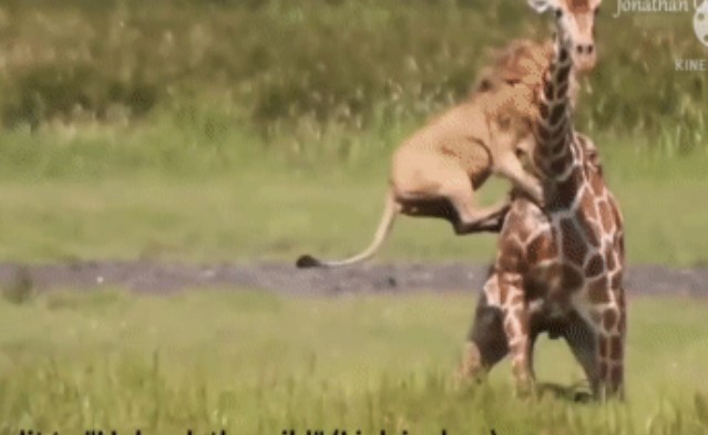 Clip: Sư tử đực dũng mãnh đơn độc hạ gục hươu cao cổ khổng lồ