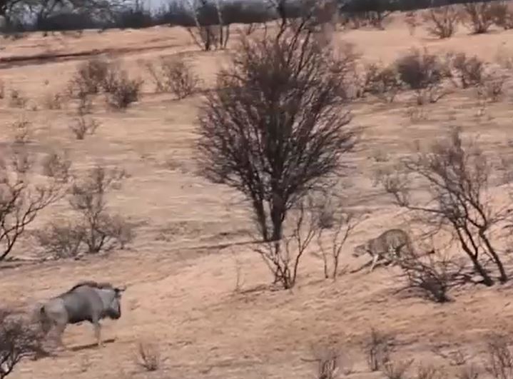 Linh dương mẹ liều mạng, một mình chống lại 3 báo săn để bảo vệ cho con và cái kết bất ngờ