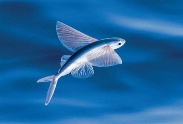 Loài cá duy nhất biết bay trên thế giới thành đặc sản gây tiếng vang tại 1 tỉnh ven biển của Việt Nam