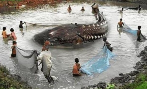 Bí ẩn thủy quái Hồ Nam thập niên 1950: Sau khi bắt được sinh vật dưới nước, 'thảm họa' kéo theo khiến nhiều người phải suy ngẫm