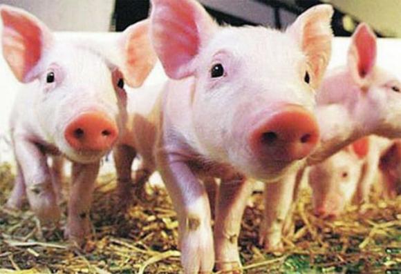 Con lợn đắt nhất thế giới, tắm ba lần một ngày và bôi kem chống nắng, một bộ da được bán với giá 76.000 euro