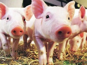 Con lợn đắt nhất thế giới, tắm ba lần một ngày và bôi kem chống nắng, một bộ da được bán với giá 76.000 euro