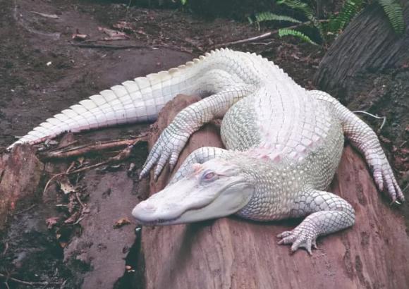 5 loài động vật bạch tạng đắt nhất thế giới, một con cá sấu bạch tạng có giá gần trăm triệu đô la! Trên thế giới chỉ còn 20 con