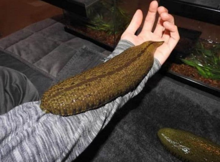 Cơn ác mộng của người dân ở Amazon: Con đỉa nước ngọt lớn nhất thế giới có chiều dài gần nửa mét