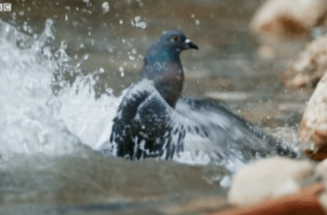 Clip: Rủ nhau tắm bên bờ sông, bồ câu bất ngờ bị kéo xuống nước - 'thủy quái' là con gì?