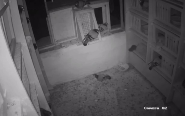 Clip: Chuột tấn công bất ngờ vào chuồng bồ câu trong đêm