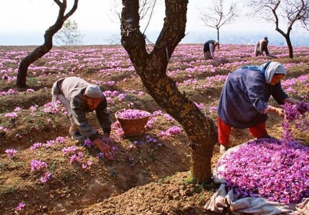Vì sao nhụy hoa nghệ tây là loại gia vị đắt nhất thế giới, giá lên đến nửa tỉ/1kg?