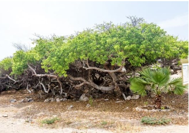 Đây là cây nguy hiểm nhất thế giới, con người không thể chạm vào, chặt hay đốt, ngay cả các chuyên gia cũng không thể làm gì được