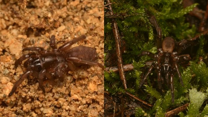 Lộ diện loài nhện bị ‘thất lạc’ suốt 92 năm, thu hút bạn tình bằng vũ đạo độc nhất vô nhị