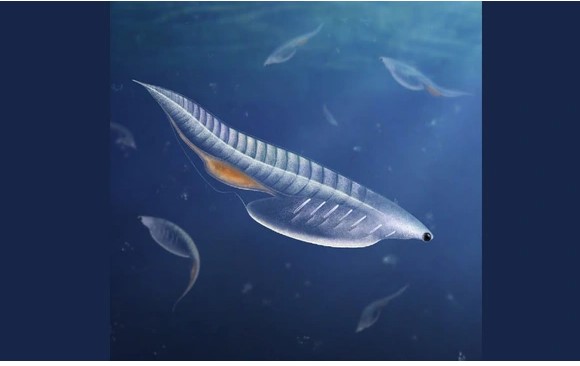 Phát hiện "quái vật ngư lôi" nửa tỉ năm tuổi ở Mỹ