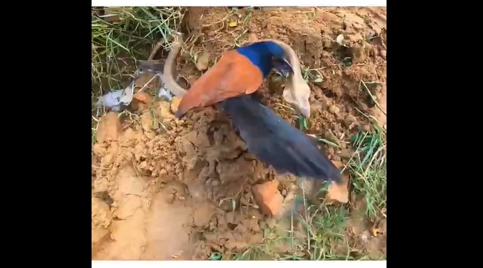 Clip: Rắn hổ mang bỏ chạy trước sự hiếu chiến của bìm bịp