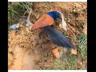 Clip: Rắn hổ mang bỏ chạy trước sự hiếu chiến của bìm bịp