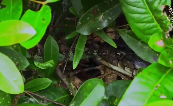 Clip: Rắn cực độc Viper Malabar bỏ mạng khi gặp phải rắn hổ mang chúa dài 4m