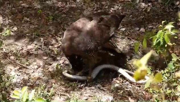 Clip: Rắn hổ mang cực độc bị diều hoa Miến Điện mổ nát đầu