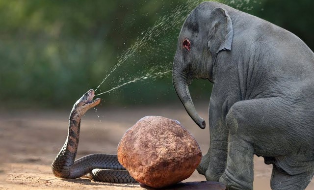 Clip: Điều gì xảy ra nếu một con voi đụng độ rắn hổ mang chúa, kẻ nào sẽ thắng?