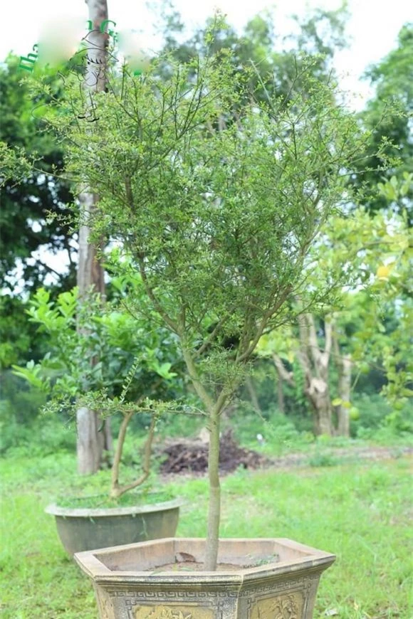 Loại chanh đắt nhất thế giới, chanh ngón tay