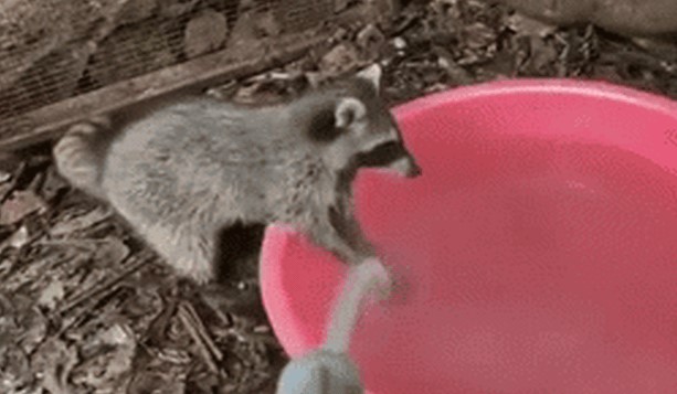 Tiết lộ 5 sự thật thú vị về các loài động vật có thể bạn chưa biết (Phần 1)