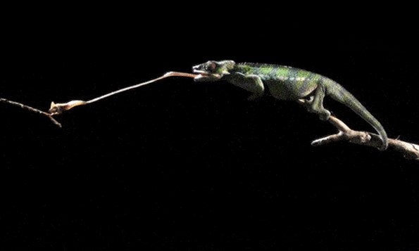 5 khám phá thú vị về các loài động vật mà bạn có thể chưa từng nghe (Phần 2)