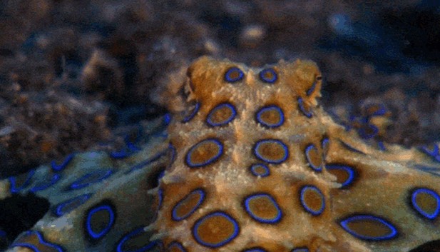 Chiêm ngưỡng 5 loài động vật hoang dã sặc sỡ nhất hành tinh