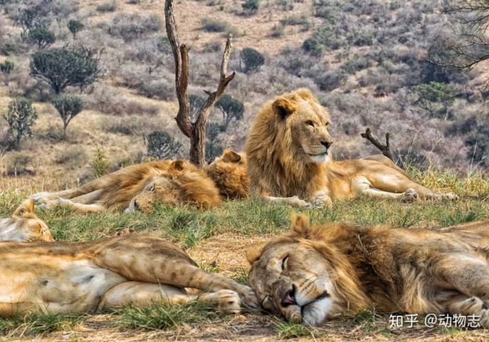 Tại sao sư tử và hổ lại chỉ giao phối trong 30 giây? Lý do liên quan đến tiến hóa!