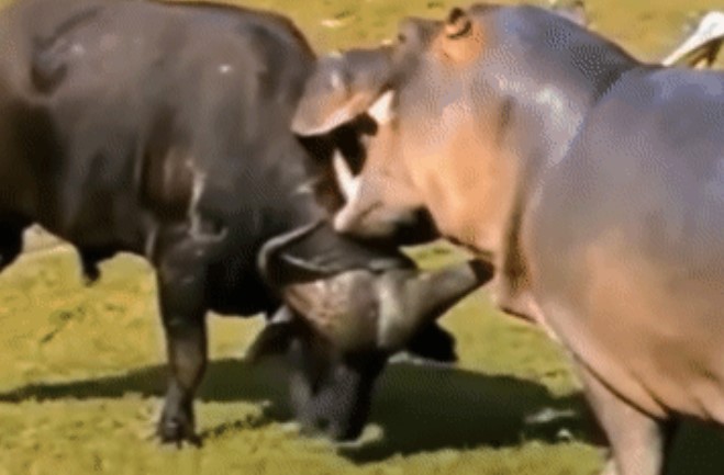 Clip: Cuộc truy đuổi kịch tính giữa hà mã và trâu rừng, nguyên nhân nào dẫn đến sự hung hãn này?