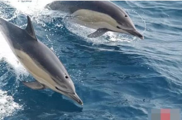 Top 10 loài động vật có chỉ số IQ cao nhất thế giới